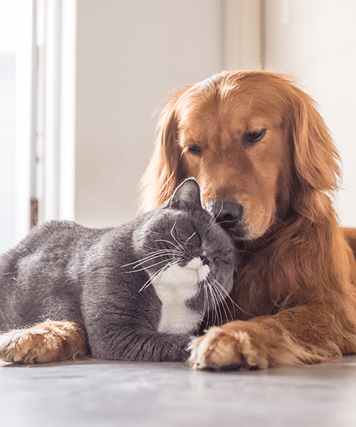 Doctor with dog