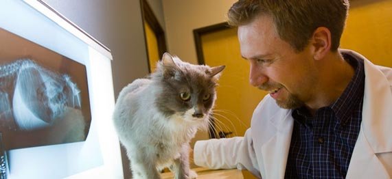 Veterinary Diagnostics