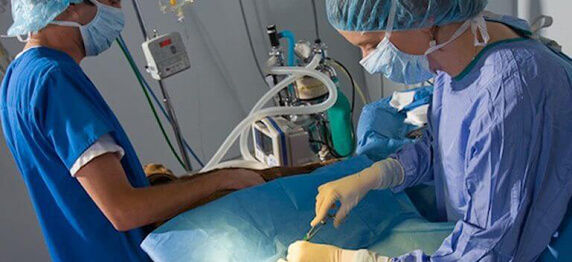Veterinary Surgery