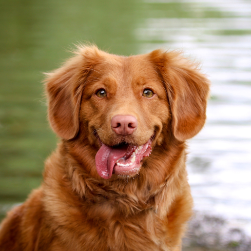 Pet Dental Care