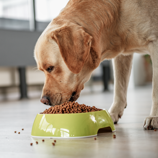 Pet Nutritional Counseling