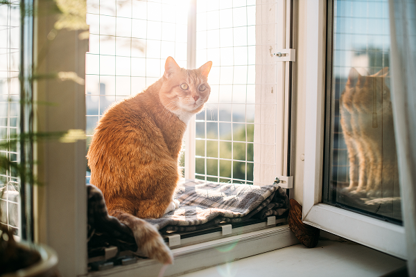 cat